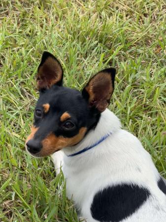 Tenterfield Terrier for sale by MYUNIQUE