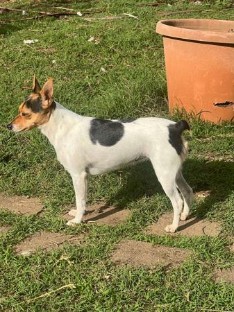 Tenterfield Terrier for sale by MYUNIQUE