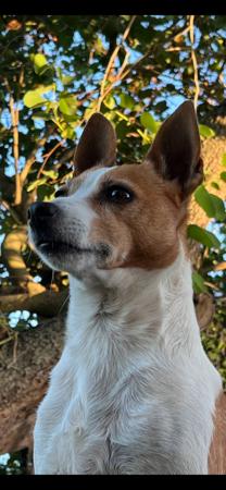 Tenterfield Terrier for sale by ROSIELLA