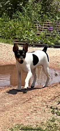 Tenterfield Terrier for sale by MYUNIQUE