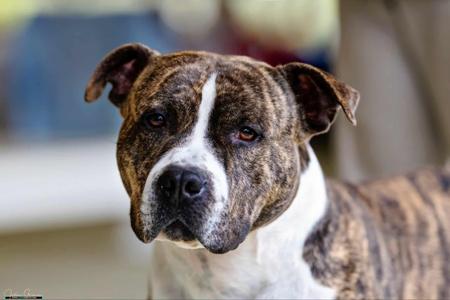 American Staffordshire Terrier for sale by GOHTCHA