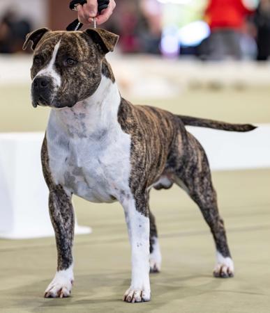 American Staffordshire Terrier for sale by GOHTCHA
