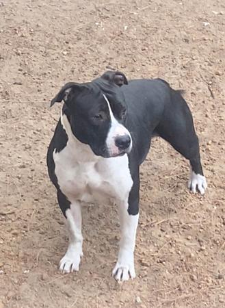 American Staffordshire Terrier for sale by GOHTCHA