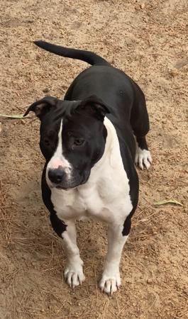 American Staffordshire Terrier for sale by GOHTCHA