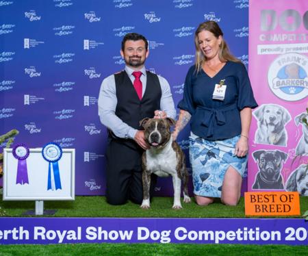 American Staffordshire Terrier for sale by GOHTCHA