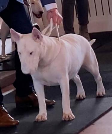 Bull Terrier for sale by GOHTCHA