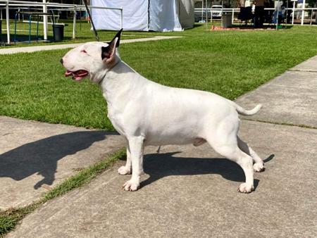 Bull Terrier for sale by GOHTCHA