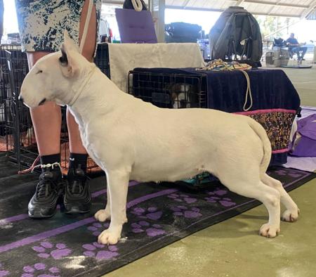 Bull Terrier for sale by GOHTCHA