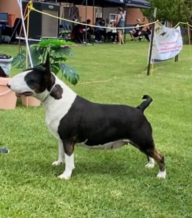 Bull Terrier for sale by GOHTCHA