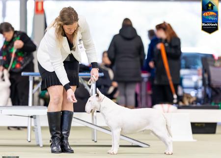 Bull Terrier for sale by GOHTCHA