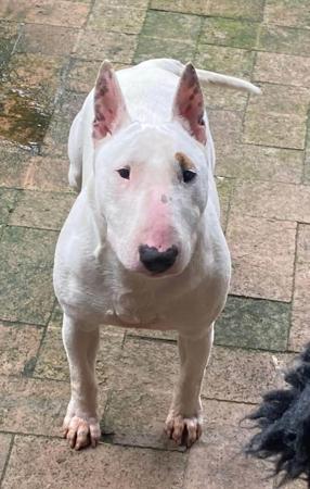 Bull Terrier (Miniature) for sale by GOHTCHA
