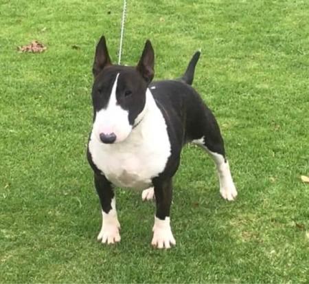 Bull Terrier (Miniature) for sale by GOHTCHA