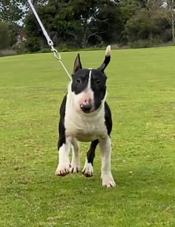 Bull Terrier (Miniature) for sale by GOHTCHA