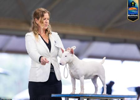 Bull Terrier (Miniature) for sale by GOHTCHA