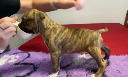 American Staffordshire Terrier puppy for sale by GOHTCHA