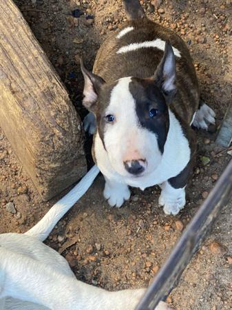 Bull Terrier (Miniature) puppy for sale by GOHTCHA
