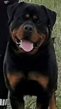 Rottweiler puppy for sale by KLIMKIE