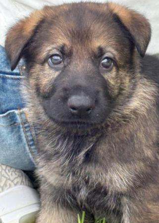 German Shepherd Dog puppy for sale by SINGHA