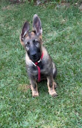 German Shepherd Dog puppy for sale by SINGHA