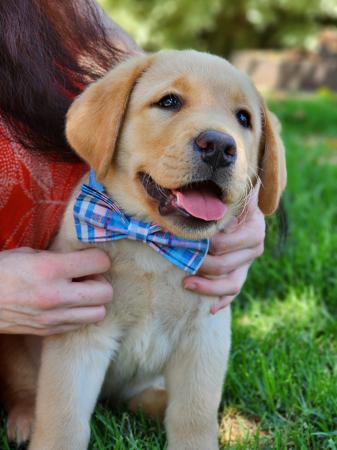 Labrador Retriever for sale by RACHSCHR