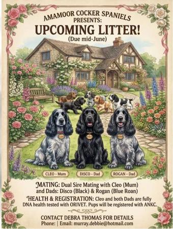 Cocker Spaniel puppy for sale by AMAMOOR