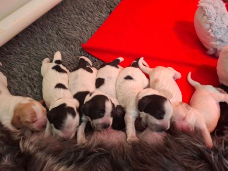 Cocker Spaniel puppy for sale by KINGMA