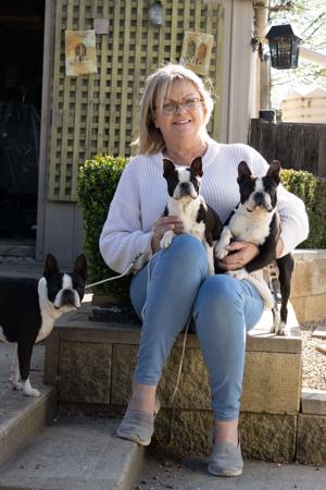 Boston Terrier for sale by DVINE