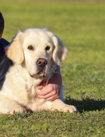 Golden Retriever for sale by NITOR