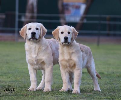 Golden Retriever for sale by NITOR