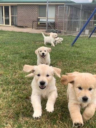 Golden Retriever for sale by NITOR