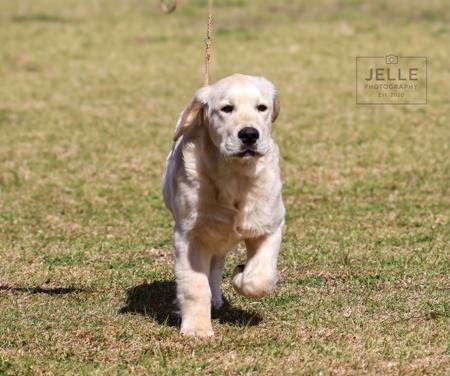 Golden Retriever for sale by NITOR