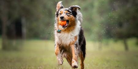Australian Shepherd for sale by ADVENTURAUS