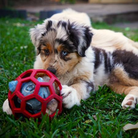 Australian Shepherd for sale by ADVENTURAUS