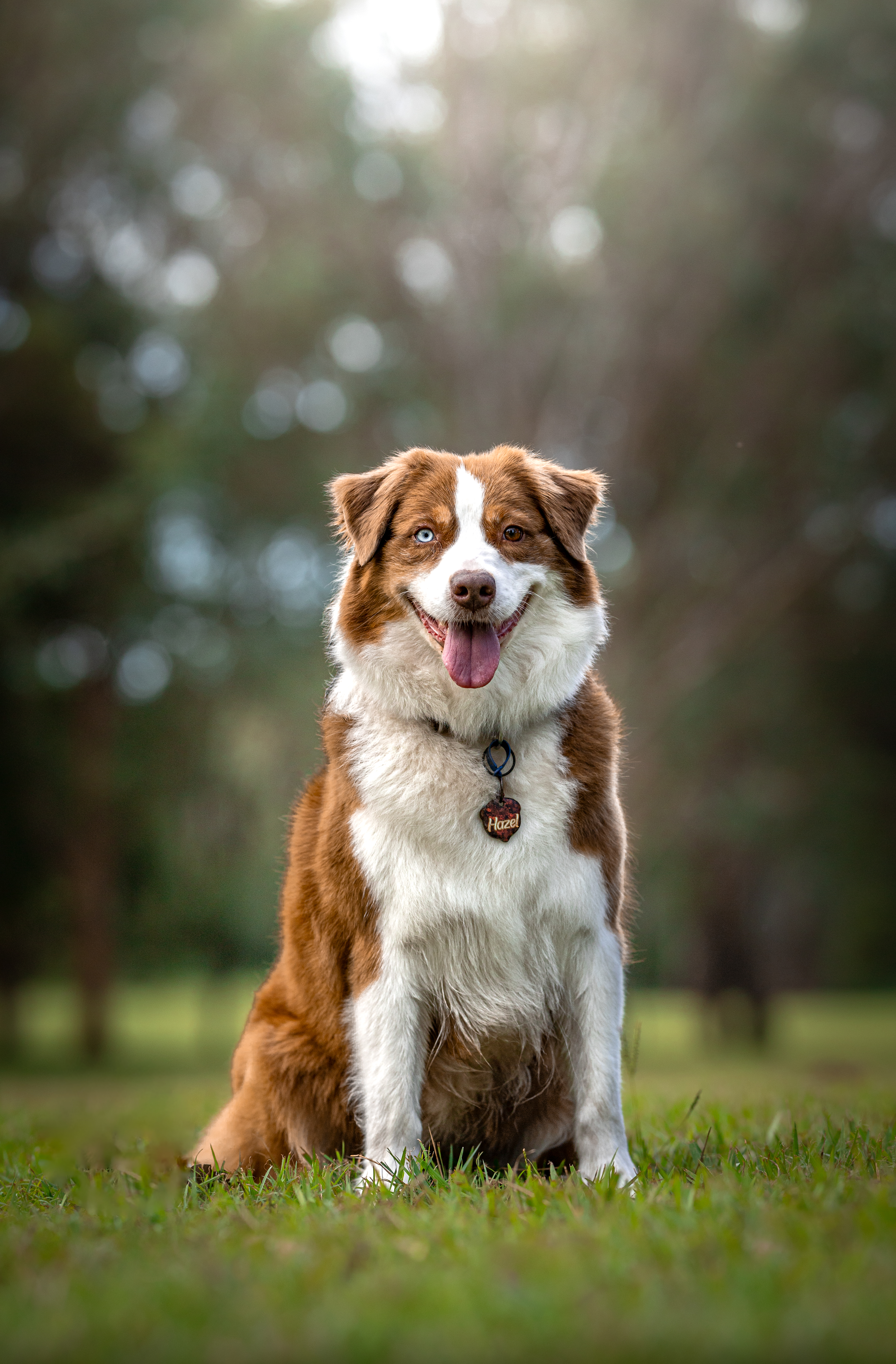 Australian Shepherd for sale by ADVENTURAUS