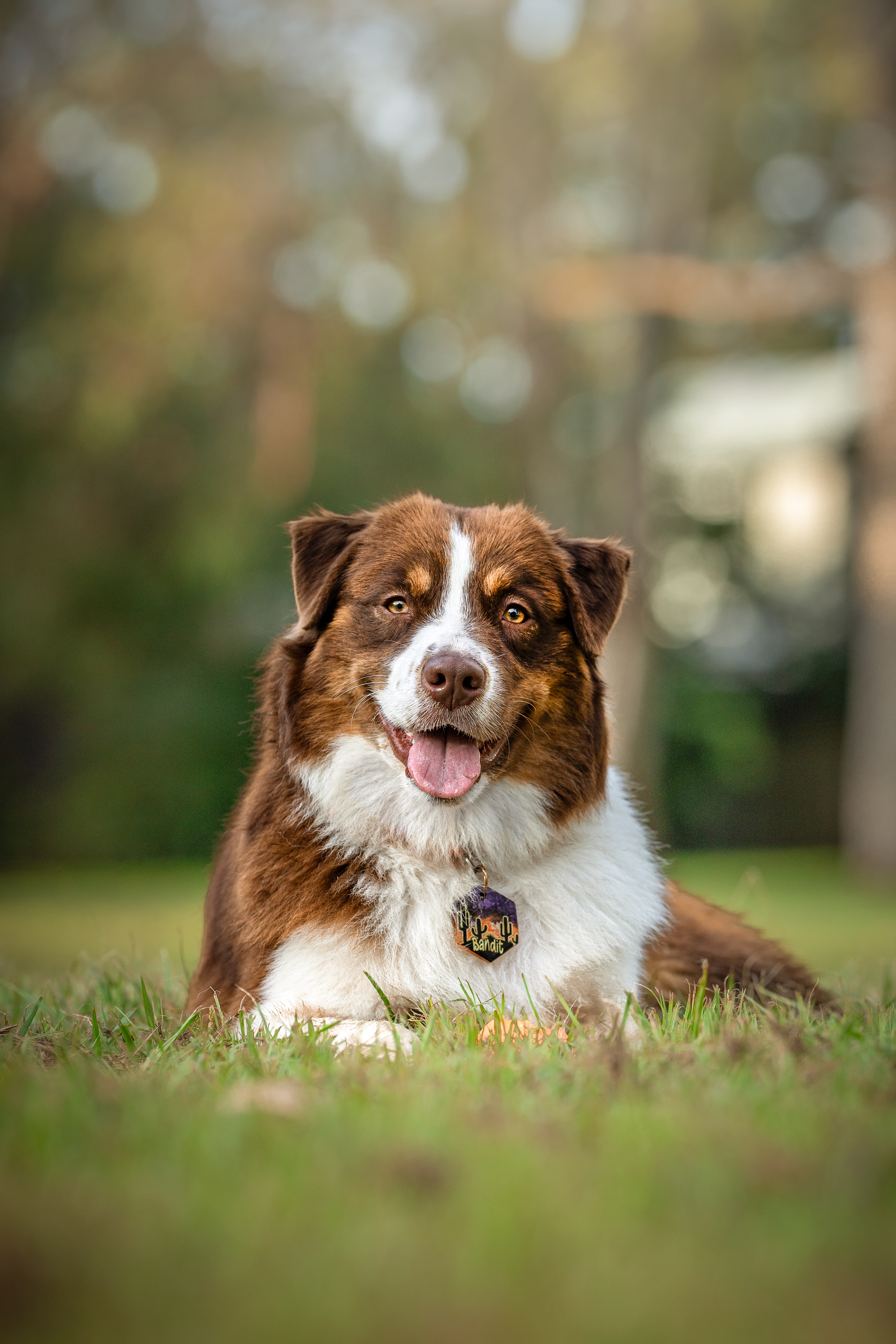 Australian Shepherd for sale by ADVENTURAUS