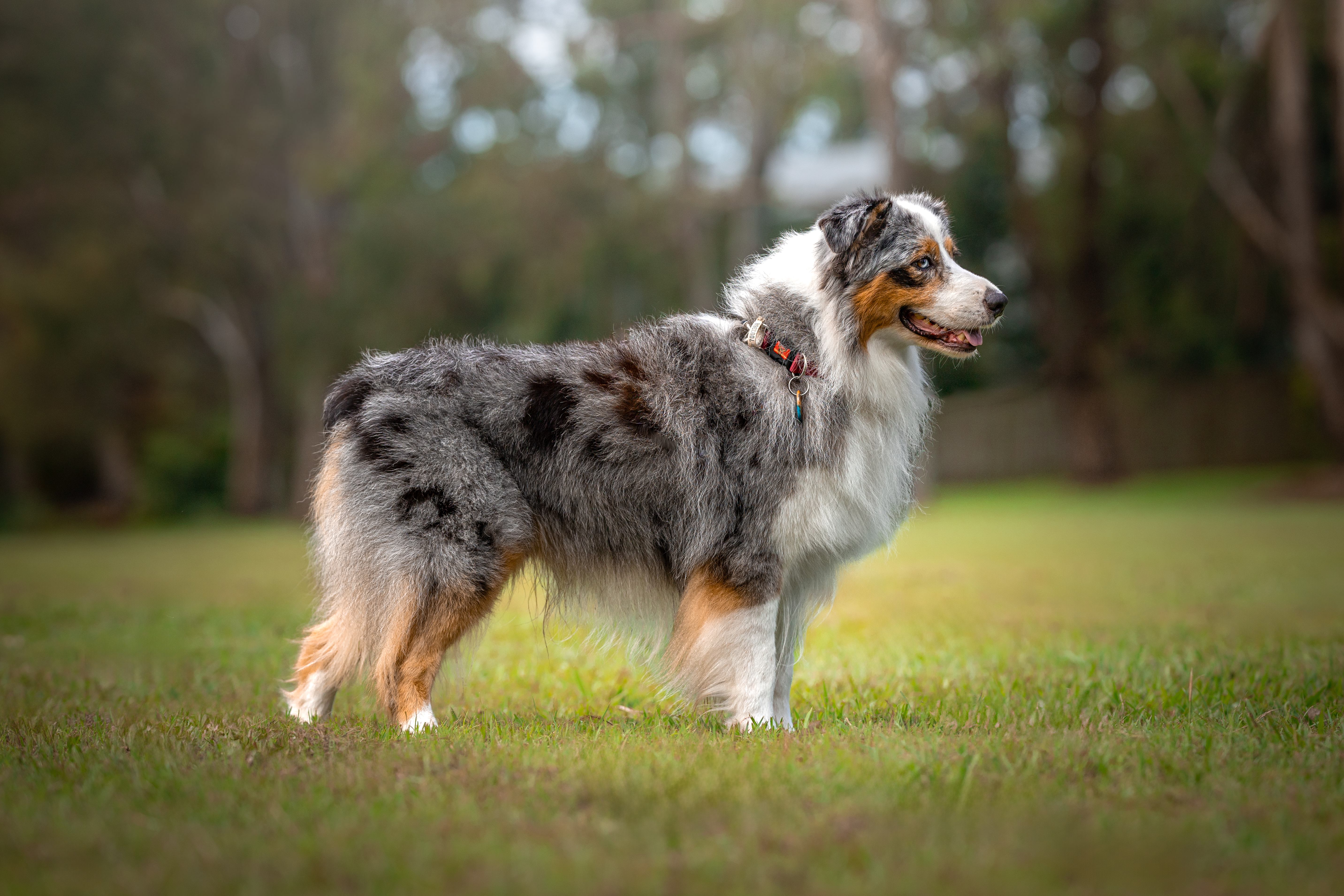 Australian Shepherd for sale by ADVENTURAUS