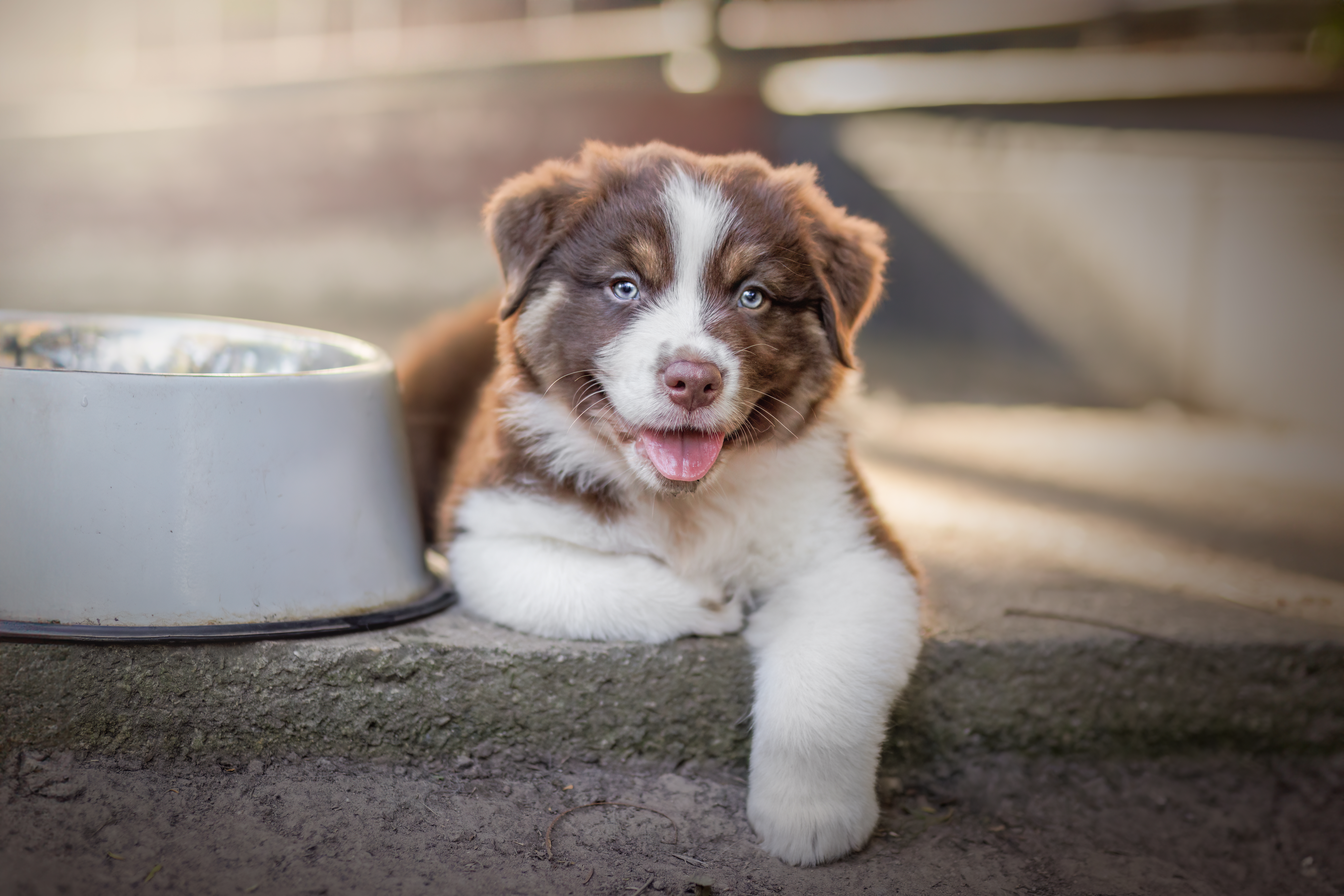 Australian Shepherd for sale by ADVENTURAUS