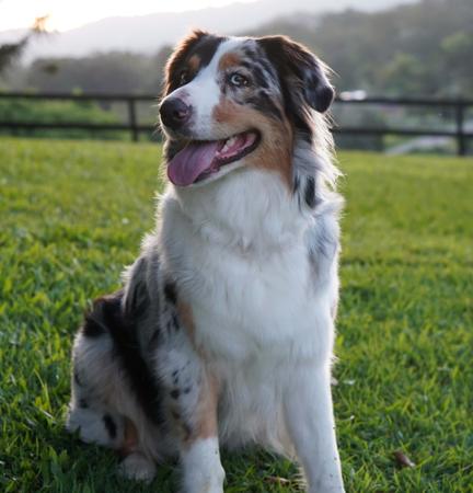 Australian Shepherd for sale by ADVENTURAUS