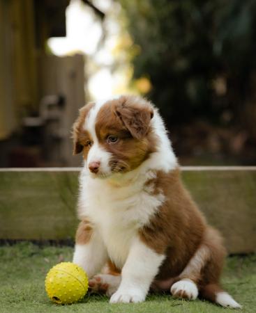 Australian Shepherd for sale by ADVENTURAUS