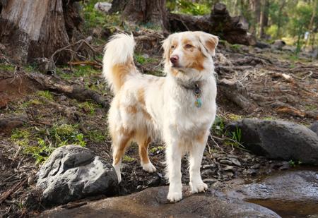Australian Shepherd for sale by ADVENTURAUS