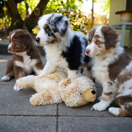 Australian Shepherd for sale by ADVENTURAUS