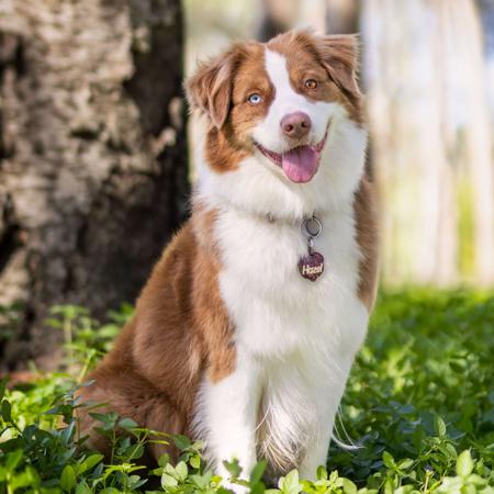 Australian Shepherd for sale by ADVENTURAUS