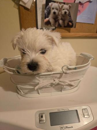 West Highland White Terrier puppy for sale by BONNIEPITLOC