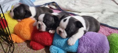 Boston Terrier for sale by BOSTONVILLE