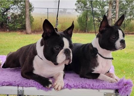 Boston Terrier for sale by BOSTONVILLE