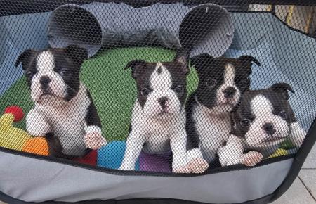 Boston Terrier for sale by BOSTONVILLE