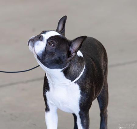 Boston Terrier for sale by BOSTONVILLE
