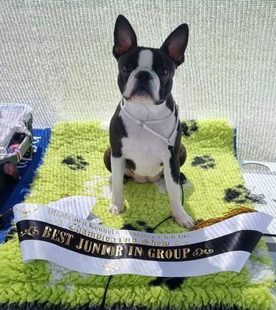 Boston Terrier for sale by BOSTONVILLE