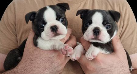 Boston Terrier for sale by BOSTONVILLE