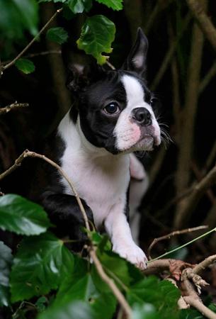 Boston Terrier for sale by BOSTONVILLE